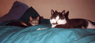 Brandon and Jack - (cat)