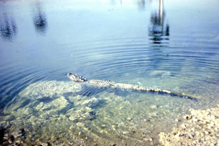 Philip E. Rosenberg slides -- alligator