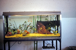 Philip E. Rosenberg slides -- fish tank