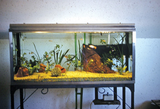 Philip E. Rosenberg slides -- fish tank