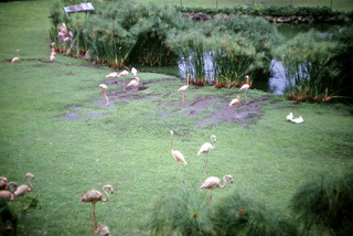 Philip E. Rosenberg slides -- Hawaii - flamingo birds`