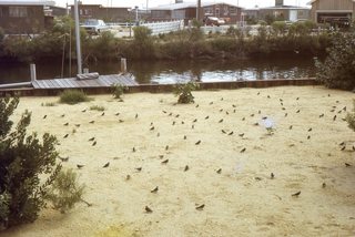 Philip E. Rosenberg slides - Long Beach Island - Loveladies Harbor