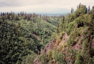 Alaska trees