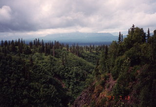 Alaska trees