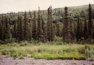Alaska trees