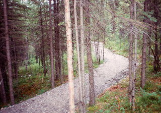 Alaska trees