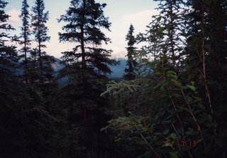 Alaska trees in silhouette