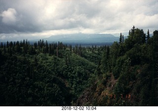 Alaska trees