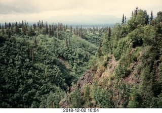 Alaska trees