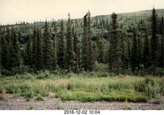 Alaska trees