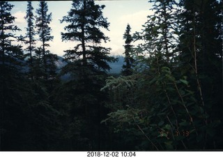 Alaska roadside trees