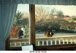 Minnesota autumn - my cats in my window