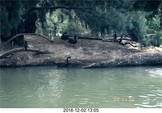 Australia  - birds