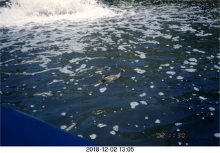 Philip E. Rosenberg slides -- Hawaii - flamingo birds`