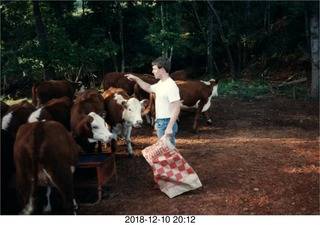 Joe Hughes and cows