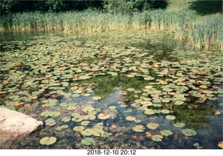 Brodeur party - lilies