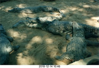 India - crocodile farm