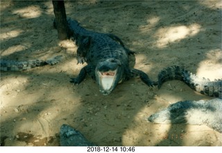 India - crocodile farm