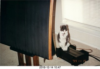 Quad ESL speakers and Evelyn - (cat)