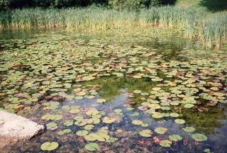 Brodeur party, lily pads on the lake