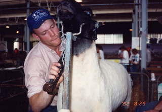 Minnesota State Fair, sheering a sheep