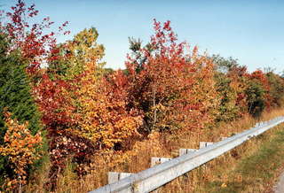 Roadside autumn 3