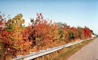 Roadside autumn 4