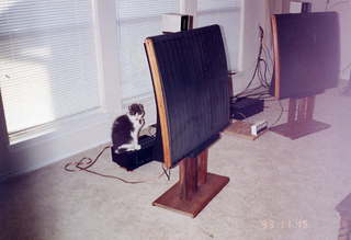 Quad ESL speakers and Evelyn - (cat)