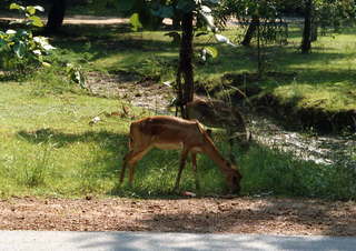 India gazelle