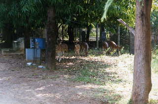 India spotted deer