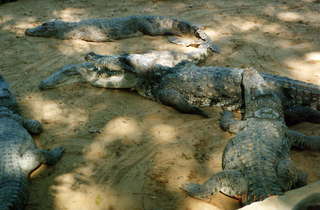 India crocodiles