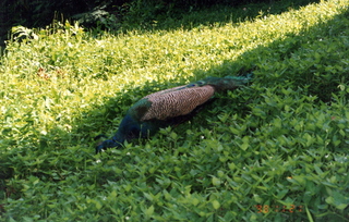 Satish Satish wedding Geeta wedding in Madras, India - peacock in Singapore