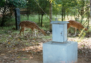 Satish Satish wedding Geeta wedding in Madras, India - antelope animals at IIT Madras