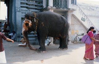 9 35o. Satish-Geeta wedding in Madras, India - dressed up elephant