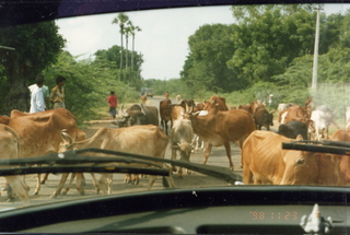 Satish-Geeta wedding in Madras, India - cattle traffic jam