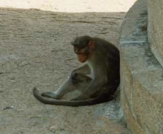 Satish & Geeta wedding in Madras, India - monkey (close up)