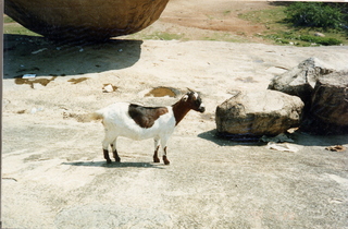 Satish & Geeta wedding in Madras, India - antelope animal