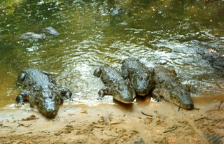 Satish & Geeta wedding in Madras, India - crocodiles