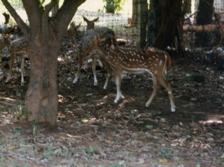 Satish & Geeta wedding in Madras, India - antelope animal (close up)