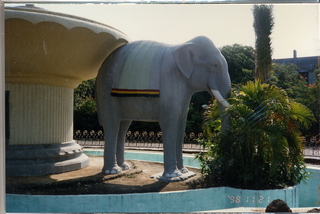 Satish & Geeta wedding in Madras, India- antelope animal (close up)