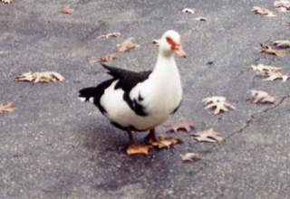 HSV, interesting bird 1