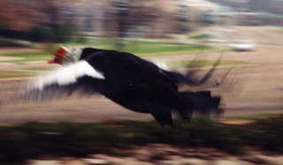 Shore AC XC 2001