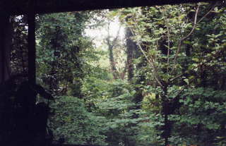 4141 Oak Forest window view