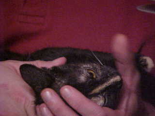 Maria in Dan's hands - (cat)