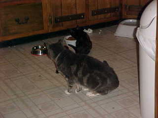 Brandon and Maria from behind - (cat)