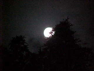 Full moon partly behind a tree in silhouette