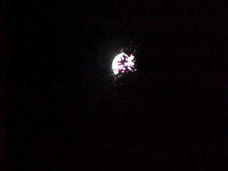 Full moon behind branches