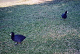 Australia - birds