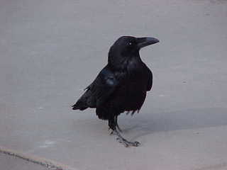 Bryce Canyon, raven 1