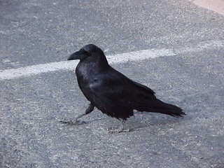 Bryce Canyon, raven 3
